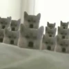 Ramdon cute ️ 10