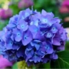 Flores bonitas 1 18