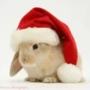 Conejitos Navideños 1 17
