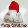 Conejitos Navideños 1 18