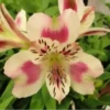 Flores bonitas 1 19