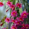 Flores bonitas 1 20