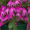 Flores bonitas 1 21
