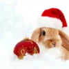 Conejitos Navideños 1 23