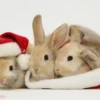 Conejitos Navideños 1 25
