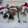 Conejitos Navideños 1 26