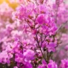 Flores bonitas 1 22