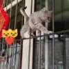 michis .mov 25