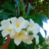 Flores bonitas 1 23