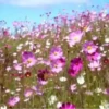 Flores bonitas 1 24