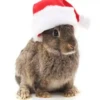 Conejitos Navideños 1 27