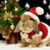 Conejitos Navideños 1 28