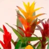 Flores bonitas 1 25