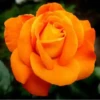 Flores bonitas 1 26
