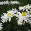 Flores bonitas 1 27