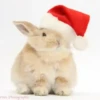 Conejitos Navideños 1 29