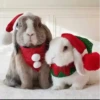 Conejitos Navideños 1 30