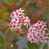 Flores bonitas 1 28