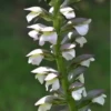 Flores bonitas 1 29