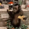 Macaquinhos/ gatinhos 🐈🐒 14