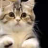 Dancing Kittens TikTok 🐱🎶🐈‍⬛ 13