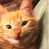 Meme kucing gif / cat 14