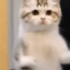 Dancing Kittens TikTok 🐱🎶🐈‍⬛ 7