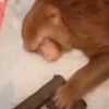 Monos traviesos  6