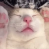 Gatitos Adorables 🐱🐈‍⬛ 8