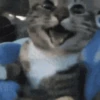 🐈 Gatitos 🐈‍⬛ 8