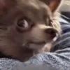 Animalitos cute ✨😸🐾 22