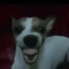 Funny Dogs 🐶 12