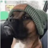 Doguinhos + preguiça + frio 16