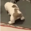 Perros Reacciones🐕🦴 30