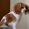 Animalitos cute ✨😸🐾 7