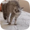 FuNnY CaTs 🐈‍⬛🐈 6