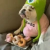 Funny Dogs 🐶 6