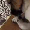 Dog Gifs 🐶 6
