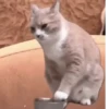 Meme kucing gif / cat 12