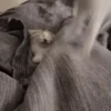 MemEs De GaTiToS 😀🐾🐱 7
