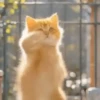 Dancing Kittens TikTok 🐱🎶🐈‍⬛ 16