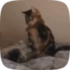 FuNnY CaTs 🐈‍⬛🐈 12