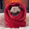 Funny Dogs 🐶 5