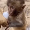 🐒🍌 Monos traviesos 🍌🐒 13