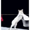 Macaquinhos/ gatinhos 🐈🐒 10