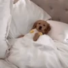 Doguinhos + preguiça + frio 2