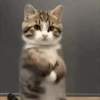 Dancing Kittens TikTok 🐱🎶🐈‍⬛ 15