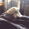 Doguinhos + preguiça + frio 17