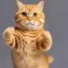 Dancing Kittens TikTok 🐱🎶🐈‍⬛ 14