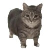 🐈 Gatitos 🐈‍⬛ 20